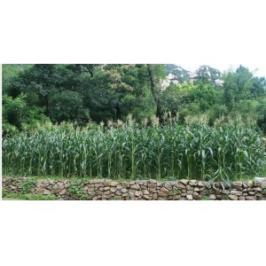 新鲜金银水果玉米棒甜玉米鲜玉米苞米甜脆嫩